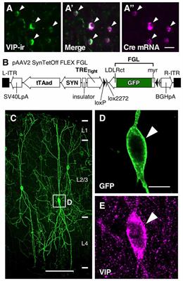 Differential Inputs to the Perisomatic and Distal-Dendritic Compartments of VIP-Positive Neurons in Layer 2/3 of the Mouse Barrel Cortex